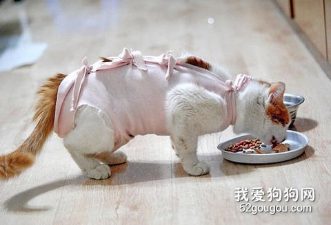 宠物绝育