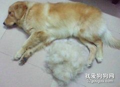 宠物犬突然脱毛的病因