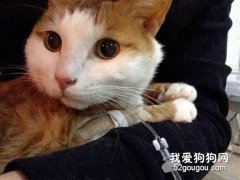 如何诊治猫溶血性黄疸？