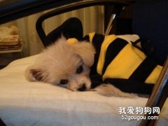 解析幼犬腹泻的原因和治疗方法。