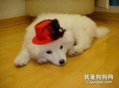 宠物狗呕吐的自我诊断