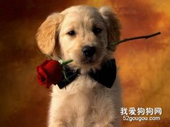 居家宠物的美容护理