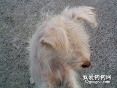 解析宠物犬脱毛原因与防治