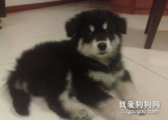 犬类疾病的防治