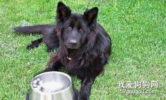 犬胃扩张的症状与治疗