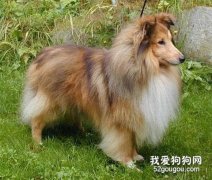 饲养柯利牧羊犬会遭遇到的问题