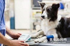 怎样在家里给宠物狗做体检？