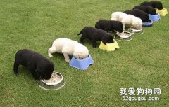 科学饲喂你的爱犬