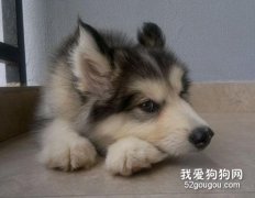 确定狗健康有妙招