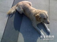 爱犬被毛养护知识