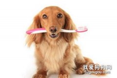 宠物狗牙齿的护理很重要