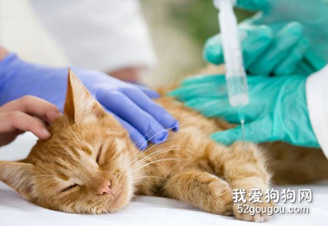 猫咪打疫苗