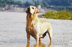 如何将你的狗狗培育成搜救犬？