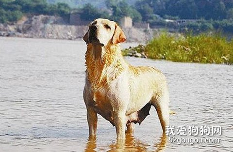 培养搜救犬