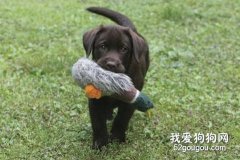 犬类声响的适应性训练