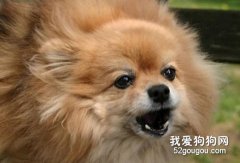 正确对待狗狗乱叫的方法