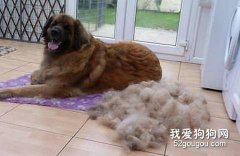 养护爱犬的同时也需整理屋子