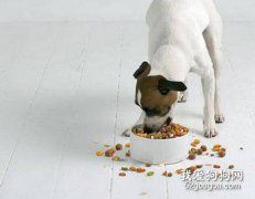 狗粮能先泡软了再吃吗？