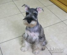 雪纳瑞的养护