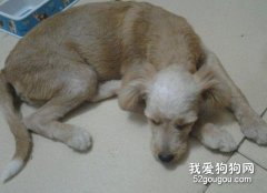 秋季要多多预防狗狗疾病