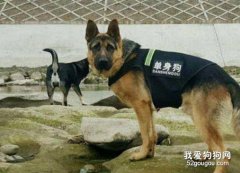 冬季给德国牧羊犬穿衣服的原则