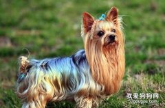 喂养约克夏的注意事项有哪些?