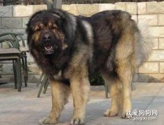 如何去除高加索犬身上的螨虫