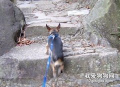 带吉娃娃爬山需要做好准备
