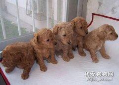 贵宾幼犬的饮食管理方法