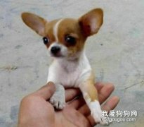 怎样解决吉娃娃“怕生”的问题？