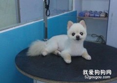 博美犬的美容攻略