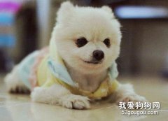 怎样防止博美幼犬晚上吠叫？