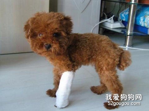 贵宾犬受伤