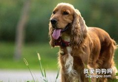 可卡犬的耳病防治措施