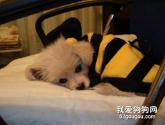 <b>爱犬生病的征兆</b>