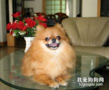 适宜城市家庭饲养的犬只