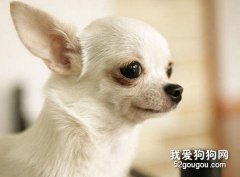 引起吉娃娃爱咳嗽的病因