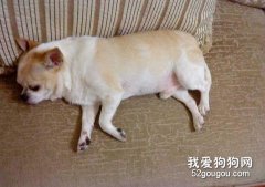 吉娃娃狗的肥胖性疾病