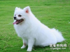 博美犬的美容护理