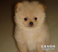 新购博美幼犬的健康食谱