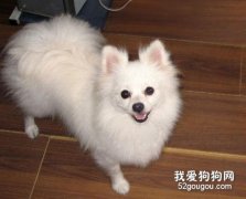 博美犬的日常护理