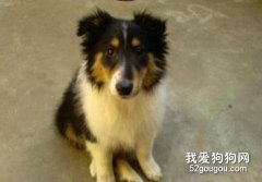 苏牧调教的调教方法