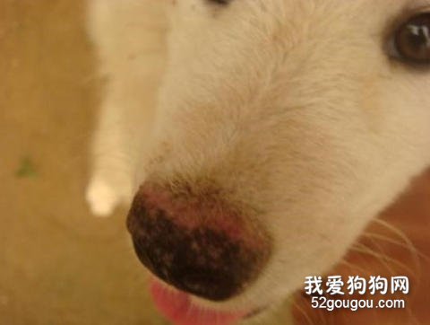 萨摩耶过敏