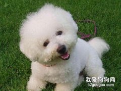 教你如何调整比熊食量