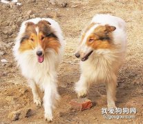 喜乐蒂牧羊犬养护须知