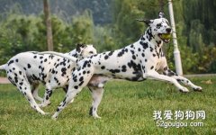 斑点犬另类训练法