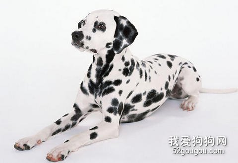 斑点犬趾甲护理