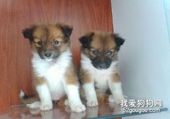 教您如何训练好喜乐蒂幼犬