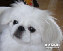 京巴犬眼睛的保养法