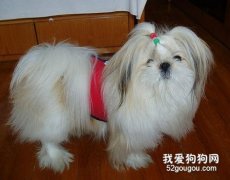 西施犬的护理技巧